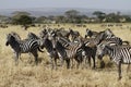 Great Migration Time Royalty Free Stock Photo