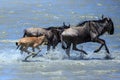 The Great Migration - Wildebeest with calf crossing the river