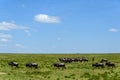 The great migration, wildebeest wandering on the savanna in Serengeti National Park, Tanzania
