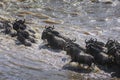 Wildebeest and Zebra crossing the Mara River