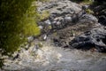 Wildebeest and Zebra crossing the Mara River