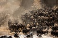 The great migration of Wildebeests, Masai Mara