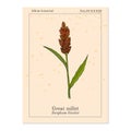 Great millet Sorghum bicolor , cereal crop