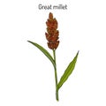 Great millet Sorghum bicolor , or durra, jowari, milo, cereal crop