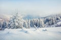 Great misty morning after huge blizzard in mountain forest with snow covered fir trees. Splendid outdoor scene, Happy New Year