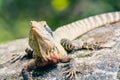 A big lizard is heating up on a stone in wild nature