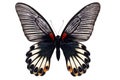 Great Mormon butterfly