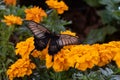 Great Mormon Butterfly Paplio memnon a female black swallowtail butterfly on bright orange flowers
