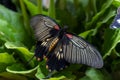 Great Mormon Butterfly Paplio memnon a female black swallowtail butterfly on green plants