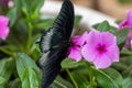 Great Mormon Butterfly Paplio memnon a male black swallowtail butterfly on bright pink purple flowers
