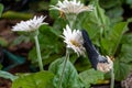 Great Mormon Butterfly Paplio memnon a male black swallowtail butterfly side view on whiteflowers