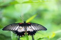 Great Mormon butterfly sitting on green plant