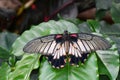 Great Mormon butterfly at the table in the gardens Royalty Free Stock Photo