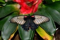 Great Mormon butterfly at the table in the gardens Royalty Free Stock Photo