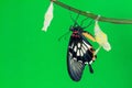 Great Mormon (Papilio memnon agenor) butterfly