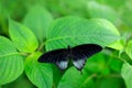 Great Mormon, Papilio memnon, resting on the green branch. Wildlife scene from nature. Beautiful black butterfly in forest habitat