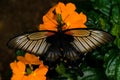 Great Mormon tropical butterfly