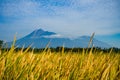 Yellow rice fields and beautiful Merapi mountain.