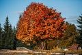 Great mountain ash tree with bright orange leaves