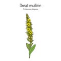 Great mullein Verbascum thapsus , medicinal plant