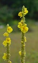 Great Mullein wild yellow follower in meadow