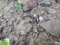 great Mycena stylobates mushrooms plants