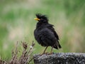 Great Myna Birds black body