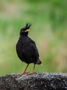 Great Myna Birds black body