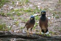 Great myna are seeking food in the rice field Royalty Free Stock Photo