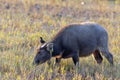 Great Myna standing on the back of Asian Water Buffalo at early morning