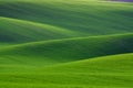 Great Natural Green Background. Spring Rolling Green Hills With Fields Of Wheat. Amazing Fairy Minimalistic Spring Landscape With