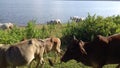 A great natural view with animal and blue sky blue water side