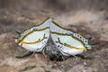 Great Nawab butterflies