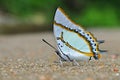 Great nawab butterfly Royalty Free Stock Photo
