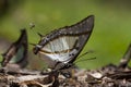 Great Nawab Butterfly