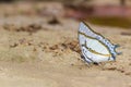 The Great Nawab butterfly Royalty Free Stock Photo
