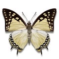 Great nawab butterfly with pale yellowish white and purplish black wings