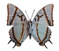 Great Nawab butterfly Polyura eudamippus displayed isolated on a plain background, showcasing its unique colors and patterns Royalty Free Stock Photo
