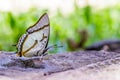 The Great Nawab Butterfly Royalty Free Stock Photo