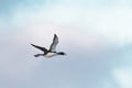 A Great Northern Diver in flight. UK.