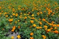 Great number of orange flower heads of Tagetes patula in July