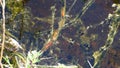 Great number of tadpoles underwater