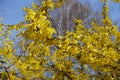 Great number of yellow flowers of forsythia against blue sky in March Royalty Free Stock Photo