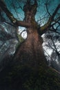 Great oak in the forest at night with dramatic light Royalty Free Stock Photo