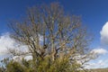 Great Oak Tree with Heather