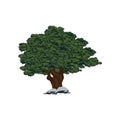 Great Oak tree for logo design Royalty Free Stock Photo