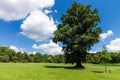 Great Oak Tree Royalty Free Stock Photo
