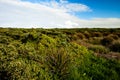 Great Ocean Road. Australia landscape. Coastal park with beautiful bushes. Horizon line. Victoria, Australia Royalty Free Stock Photo