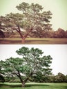 Great old Oak tree in green vintage and grunge style set Royalty Free Stock Photo