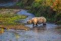 Great One Horned Rhino Crossing A River Royalty Free Stock Photo